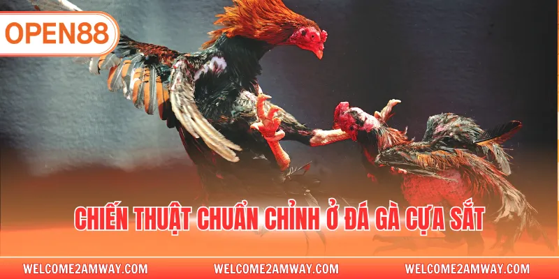 Chiến thuật chuẩn chỉnh ở đá gà cựa sắt