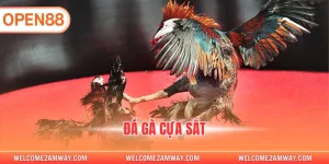 đá gà cựa sắt