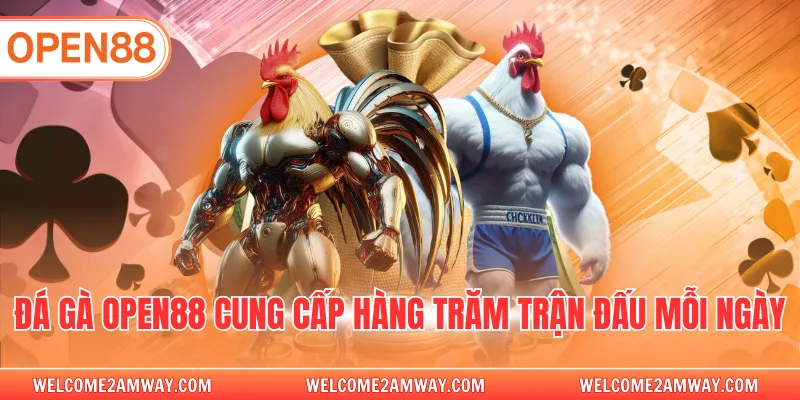 Đá gà OPEN88 cung cấp hàng trăm trận đấu mỗi ngày